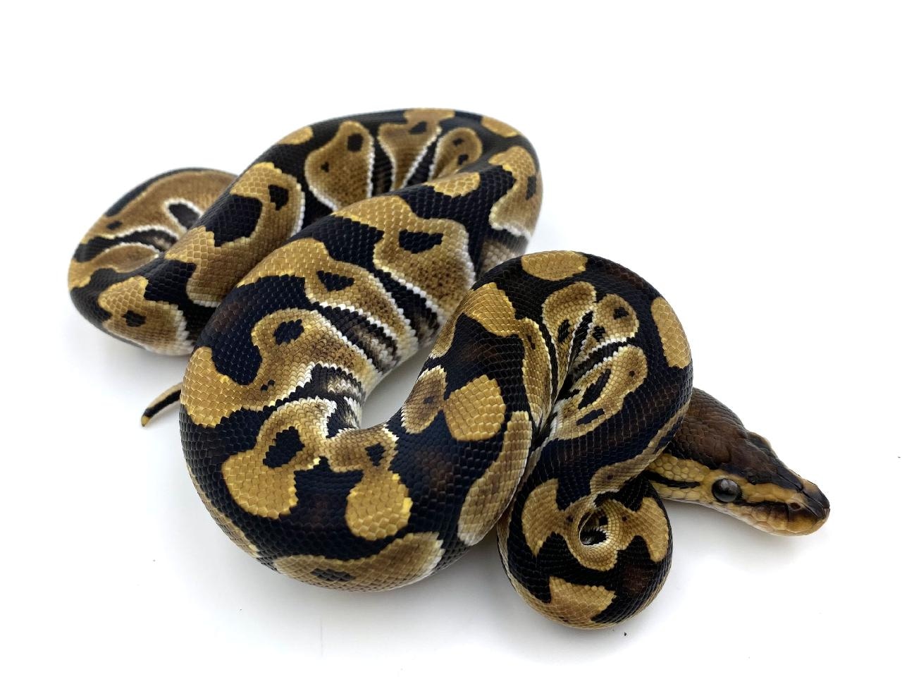 Cryptic Ball Python by Royal Constrictor Designs