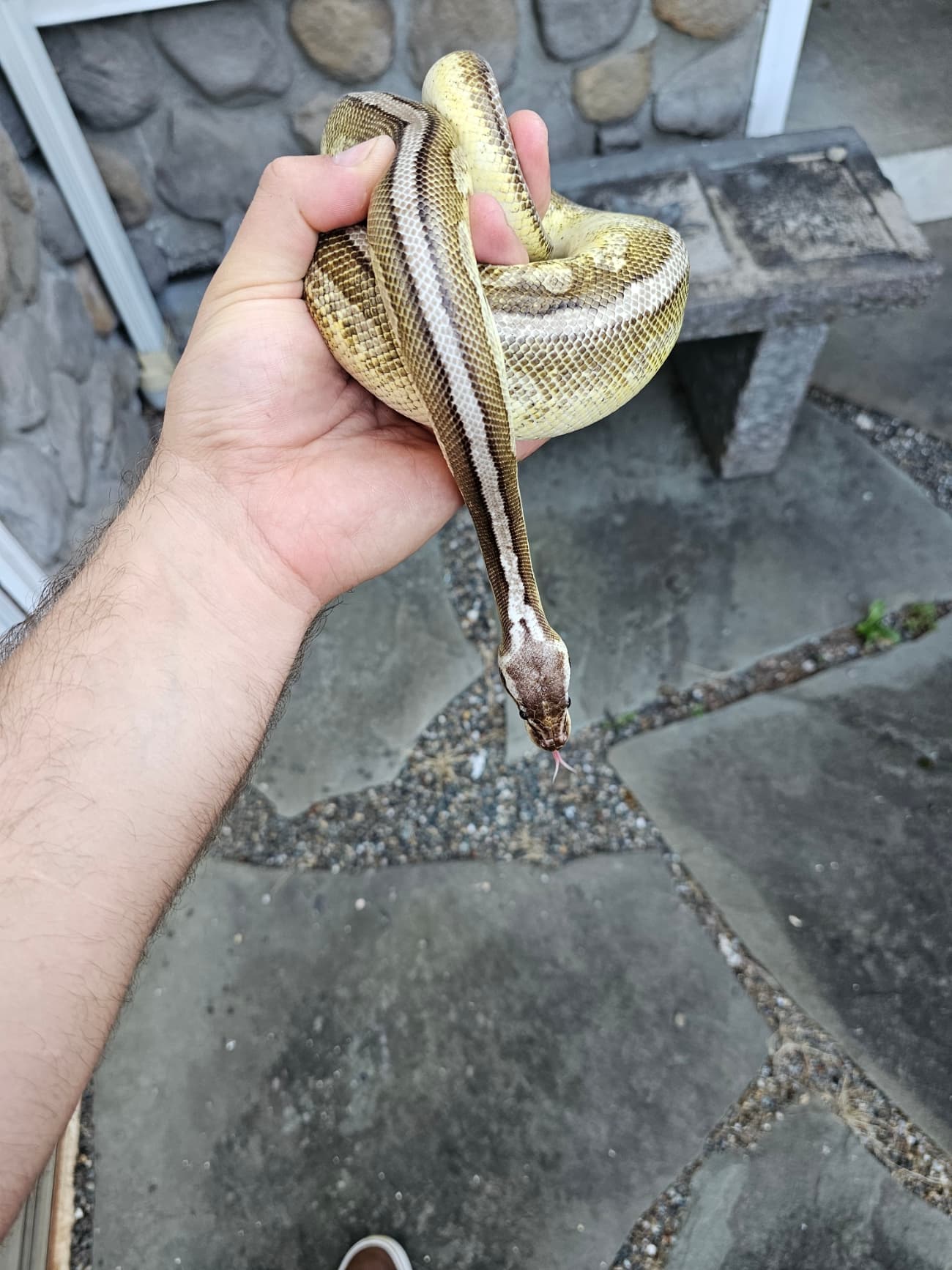Help with ID on Male ball python - Ball Pythons - MorphMarket Reptile ...