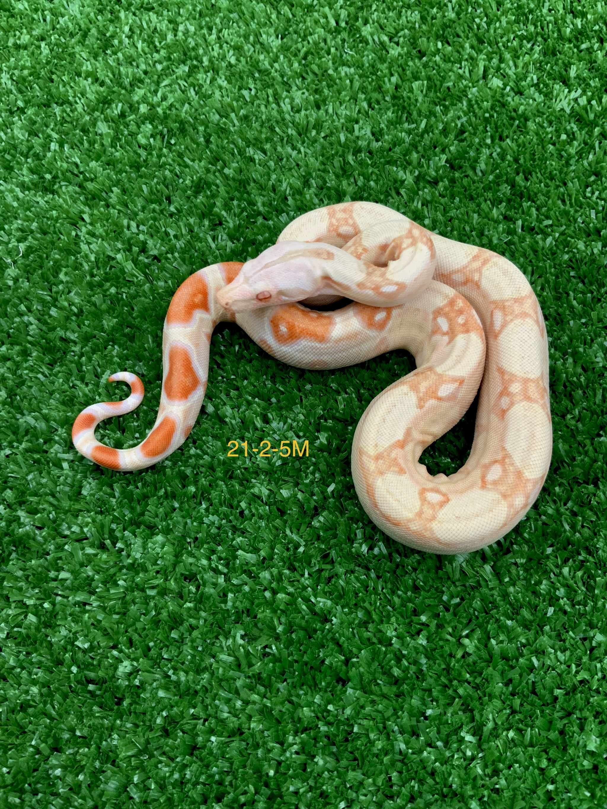 Albino kahl boa