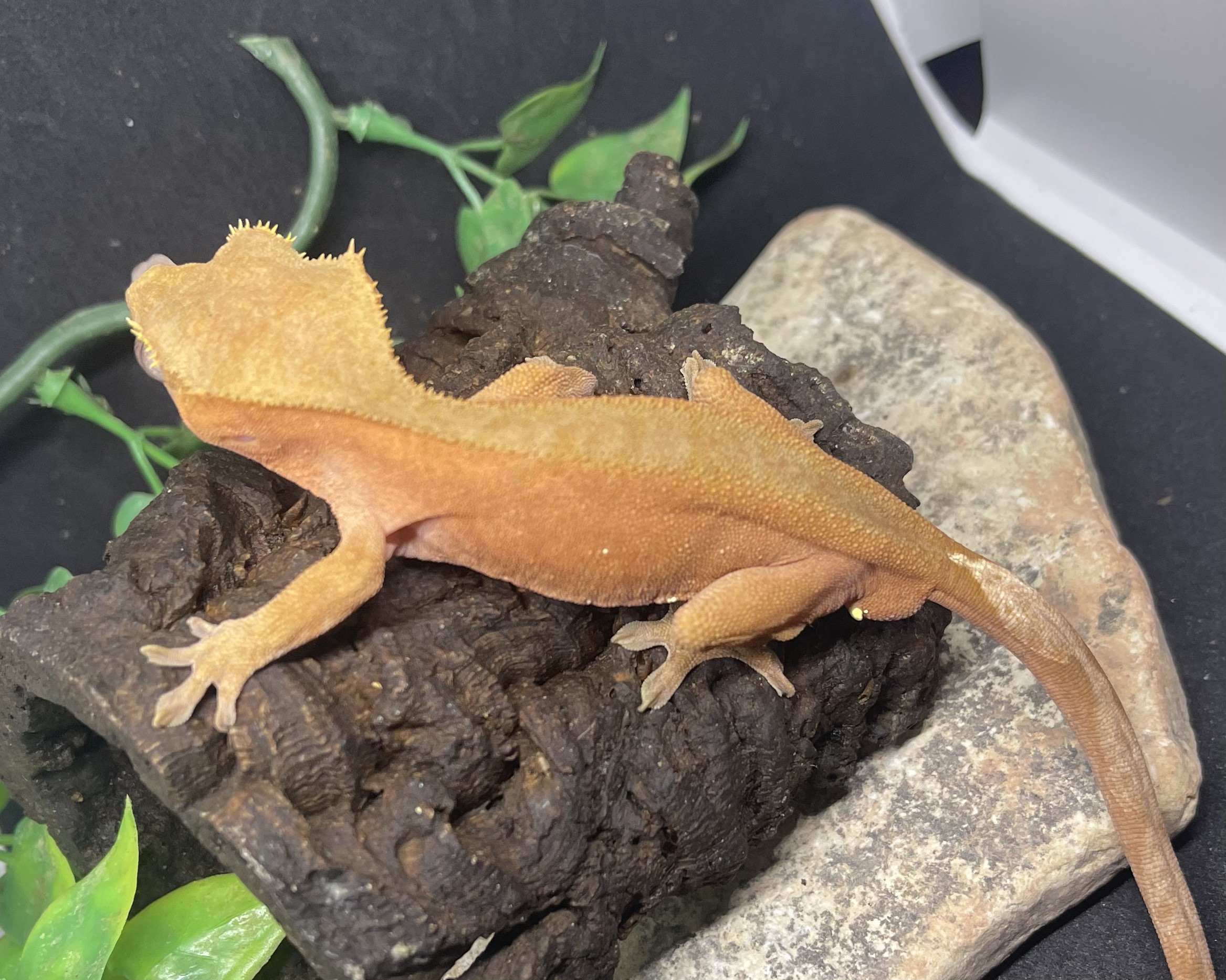 Red Crested Gecko by Delane Exotics