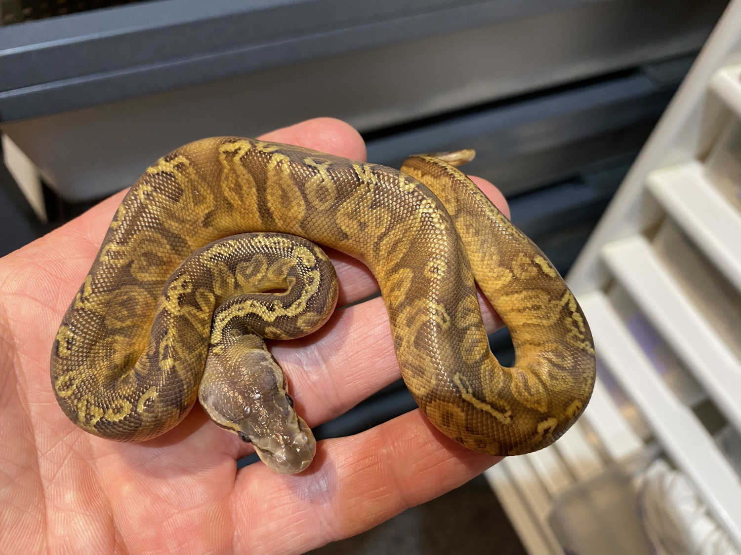 Pastel Sunset Het Ghost Ball Python by Brock Wagner Reptiles