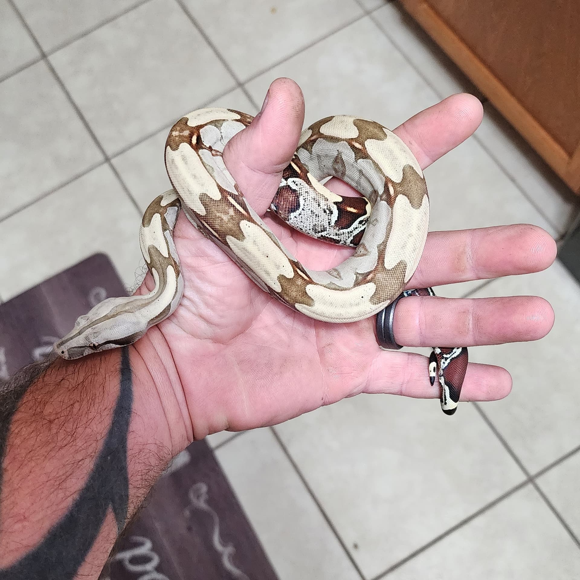 Boa Constrictor developing white spots in color? - Boa Constrictors -  MorphMarket Reptile Community