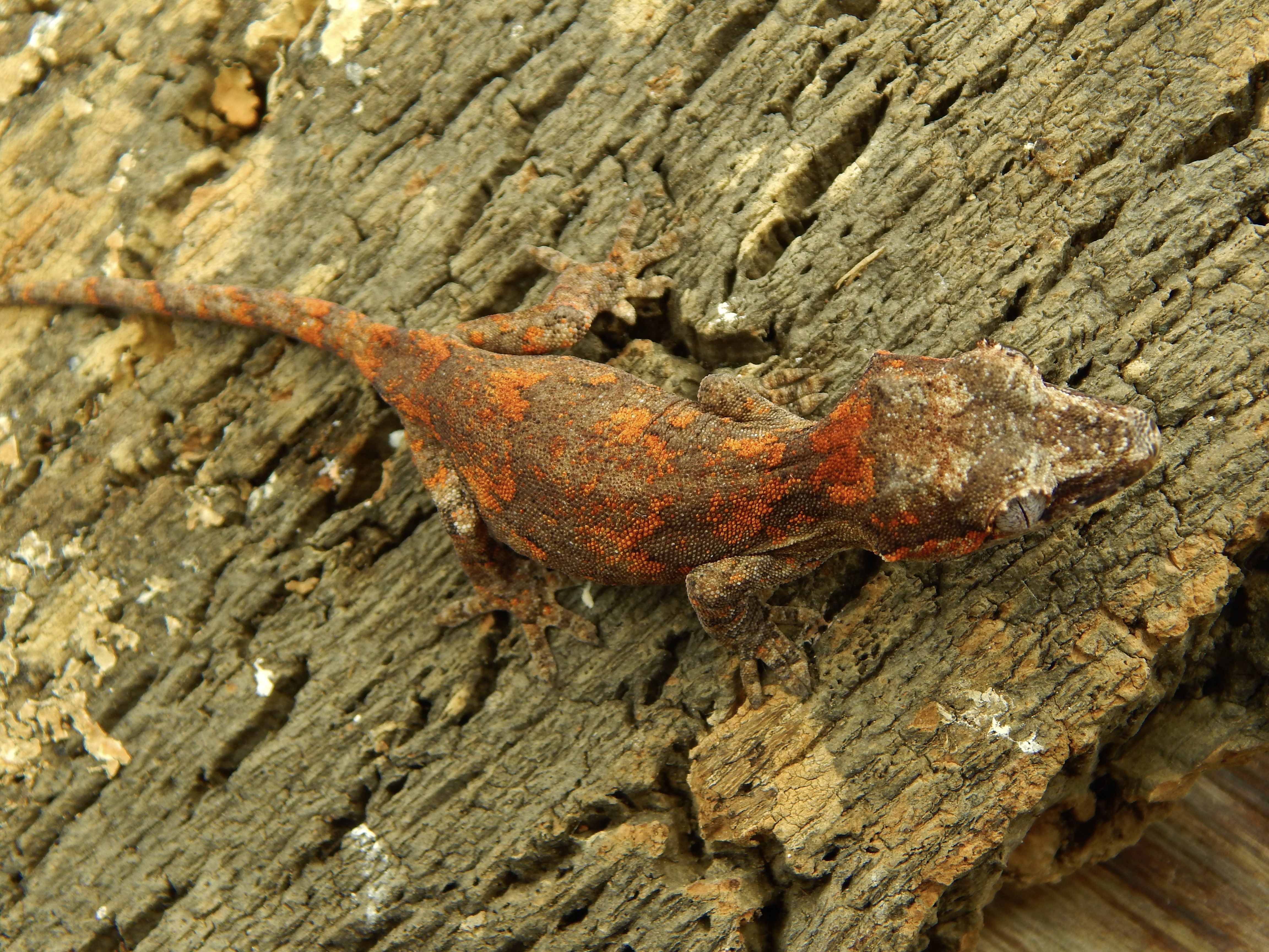Super Blotch Gargoyle Gecko by Eclipse exotics