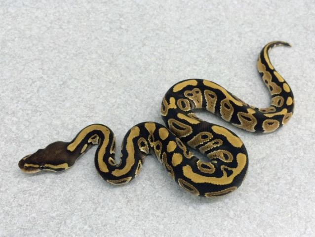 Mystic Ball Python by Royal Constrictor Designs