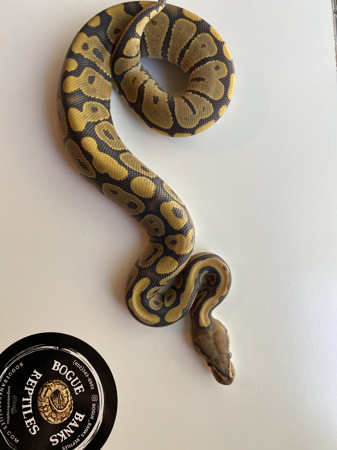 Orange Ghost Ball Python by Bogue Banks Reptiles
