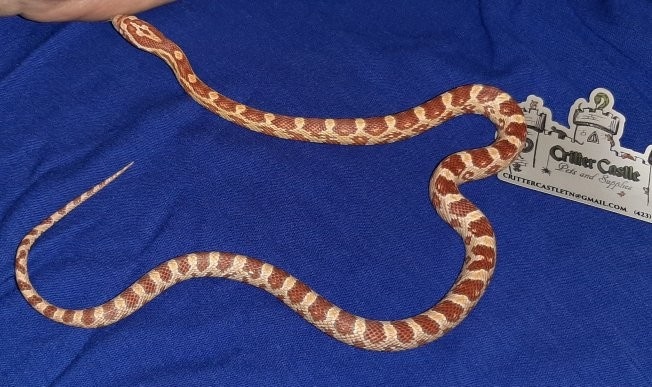 Ultra Corn Snake by Critter Castle Pets And Supplies