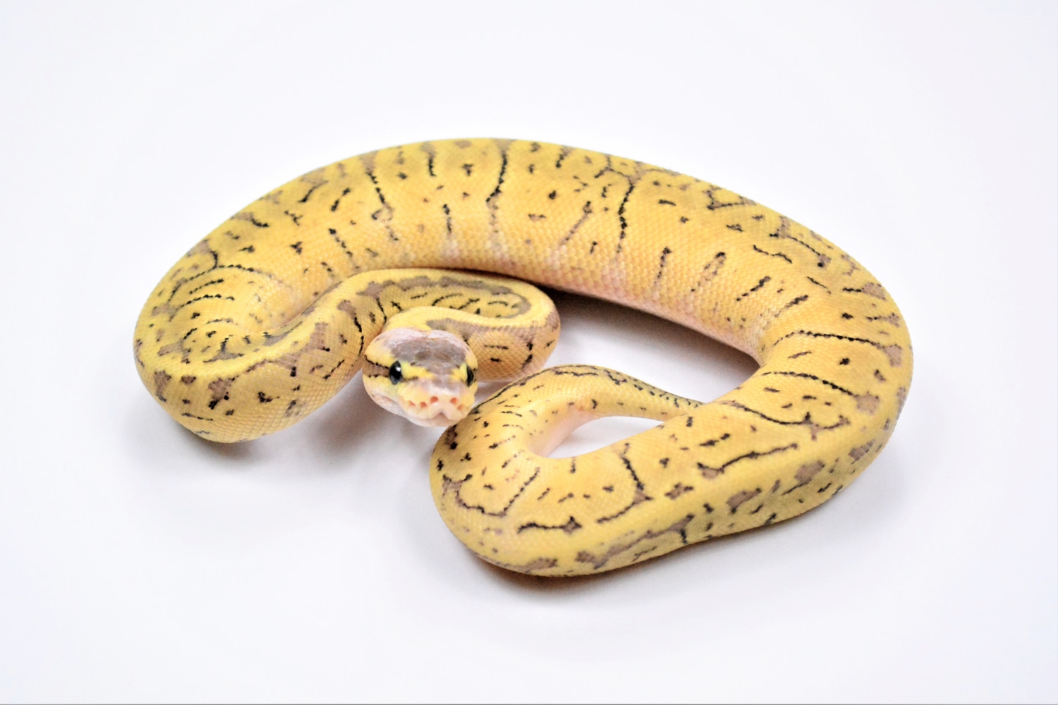 Pastel Pinstripe Surge Ball Python by Gold Standard Reptiles