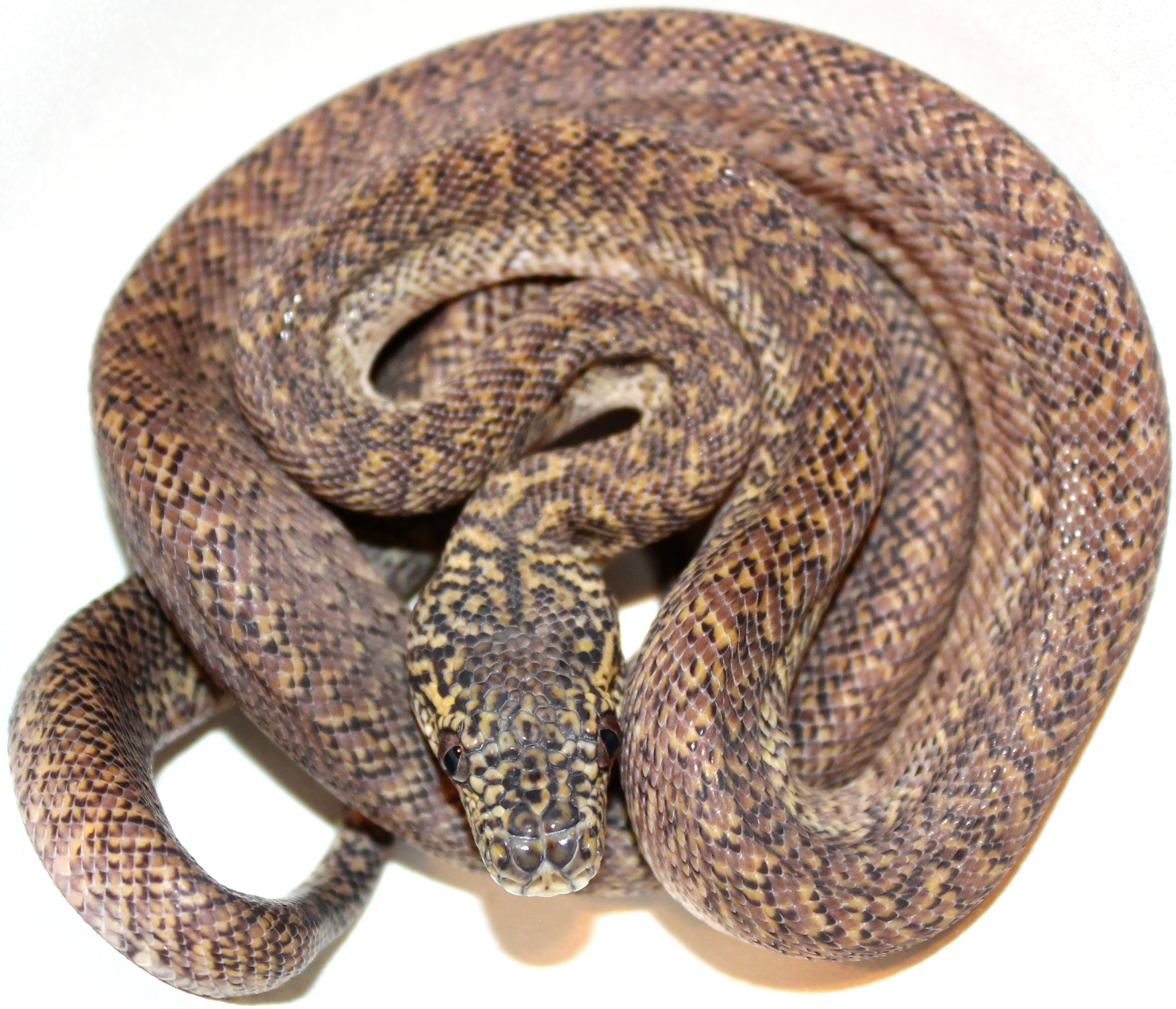 Female Granite Irian Jaya Carpet Python by Inland Reptile