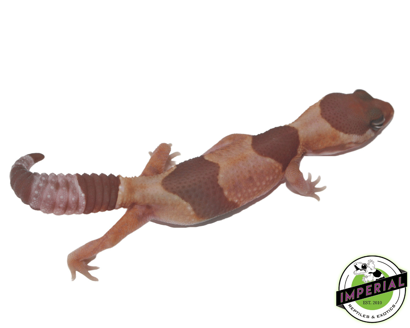 Caramel African Fat-Tailed Gecko by Imperial Reptiles & Exotics, LLC