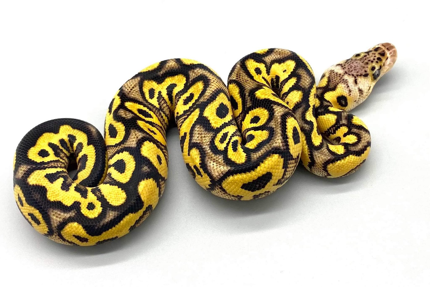 Pastel Honey YB Poss Vanilla Clown Ball Python by Herps Etc Reptiles