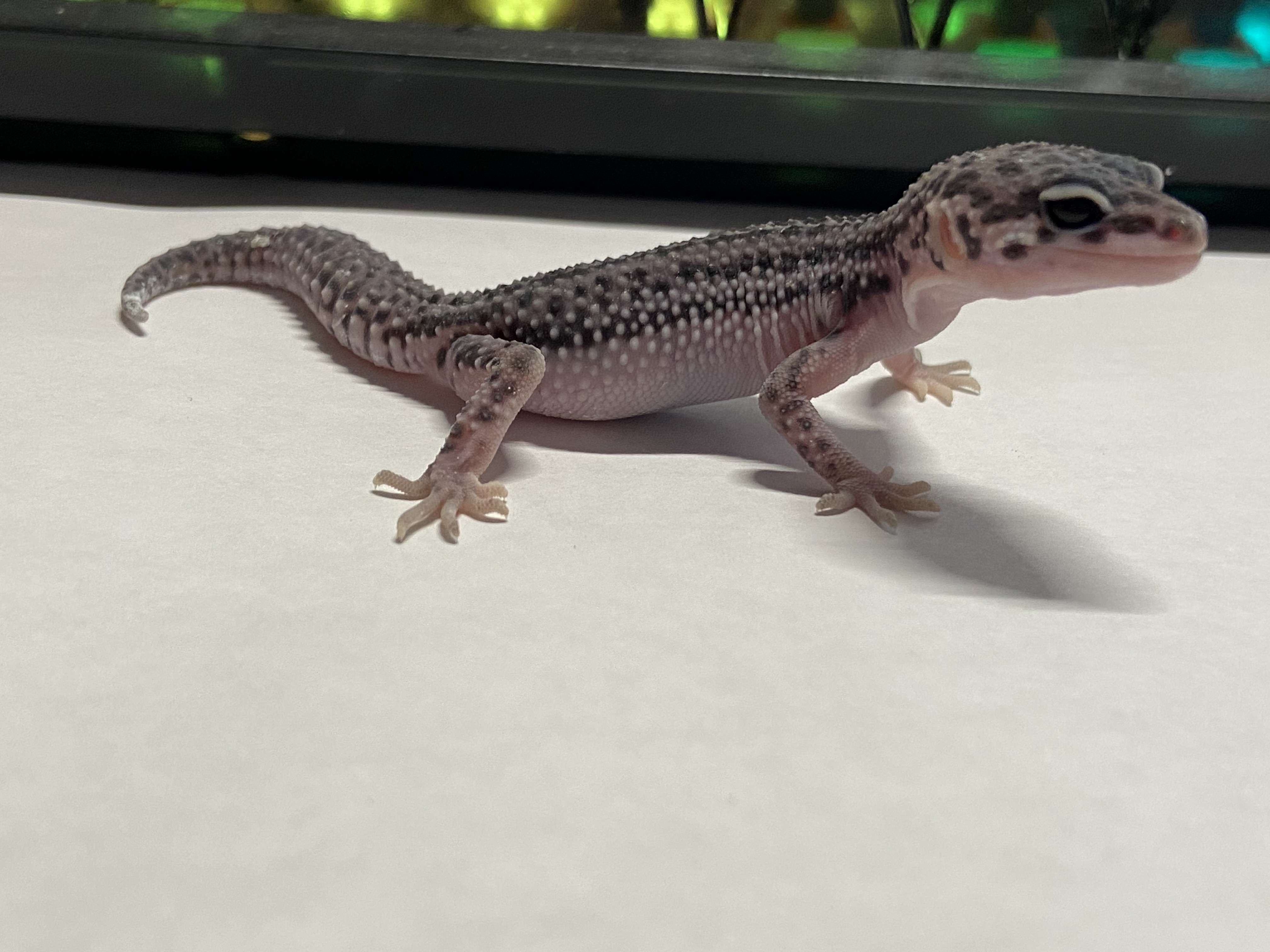 Help with figuring out my geckos morphs - Leopard Geckos - MorphMarket ...