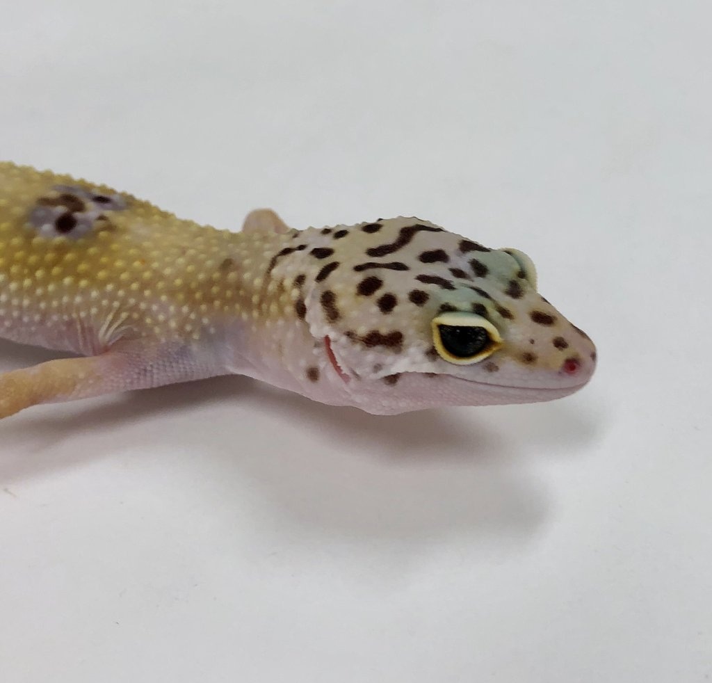 Hypo W/Y Marble Eye Pos Het Tremper Albino Leopard Gecko by BHB Reptiles