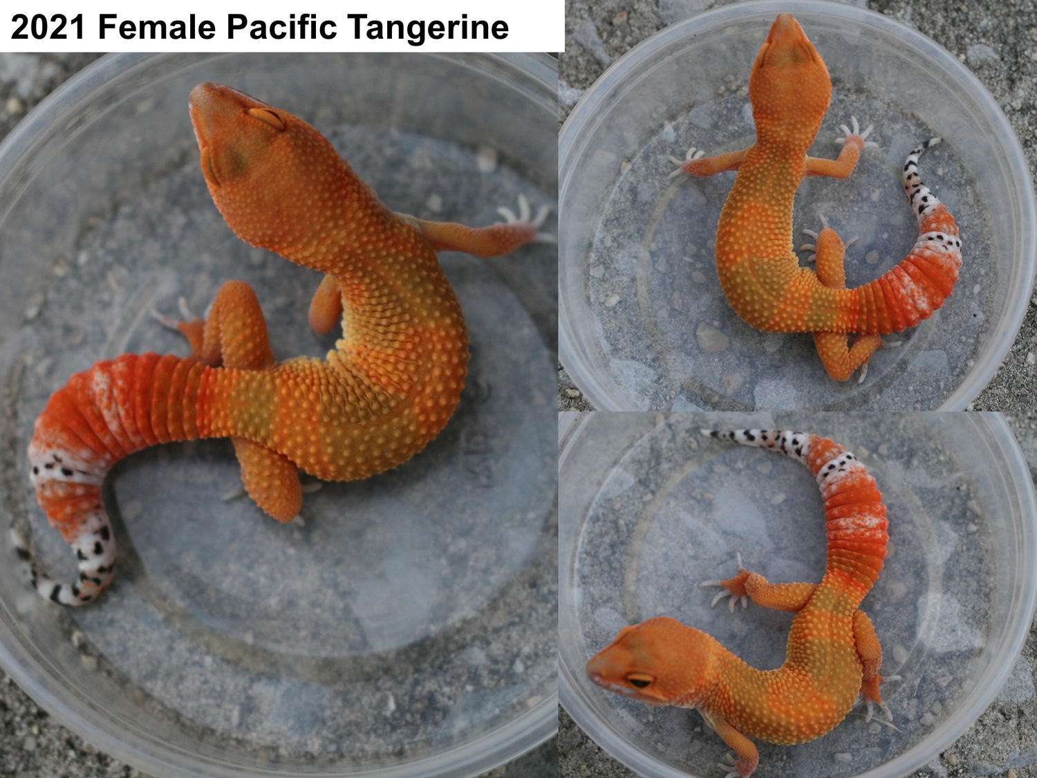 Female Pacific Tangerine Leopard Gecko by JMH Herpetology