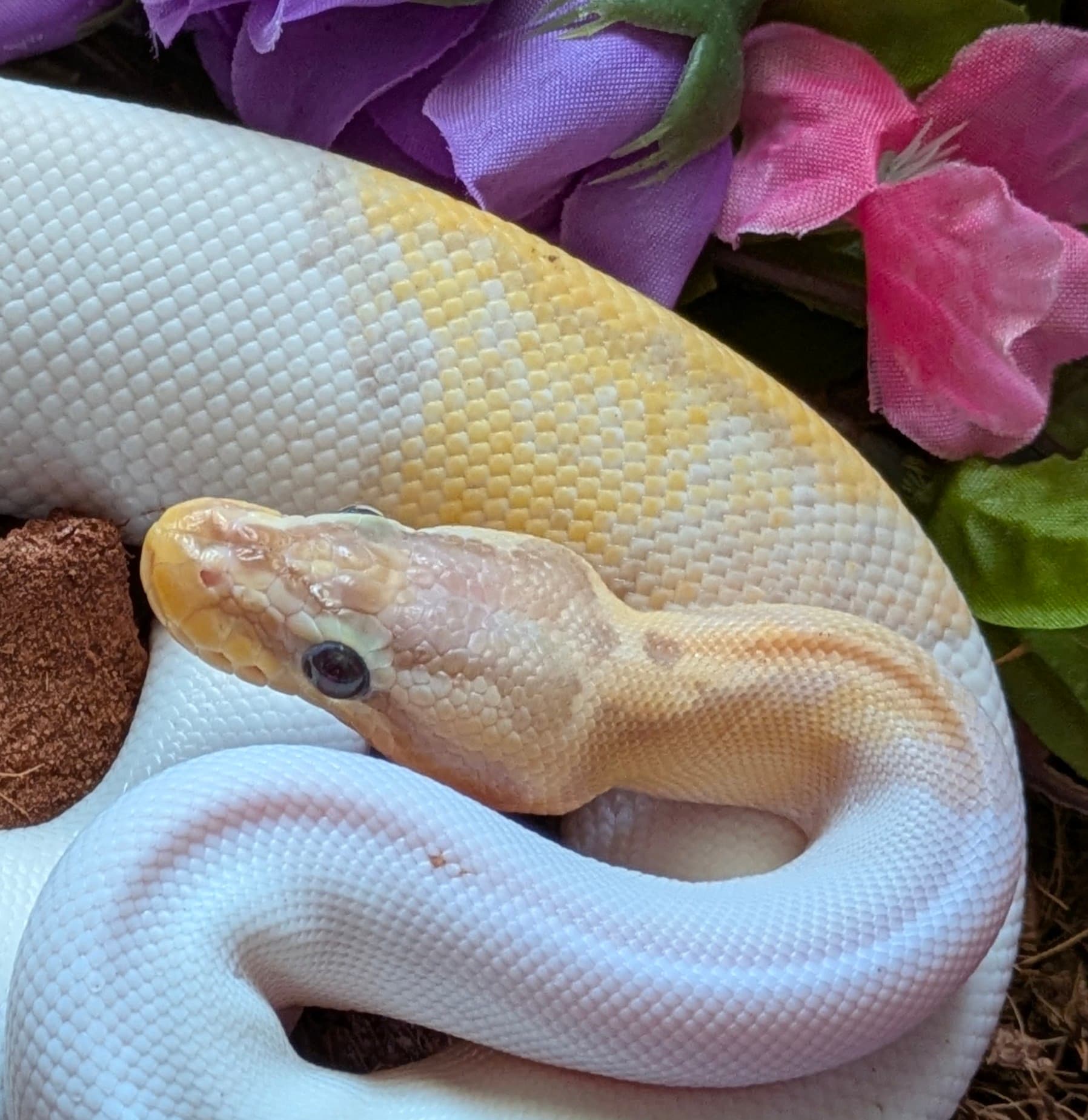 Sandblast - help needed - Ball Pythons - MorphMarket Reptile Community
