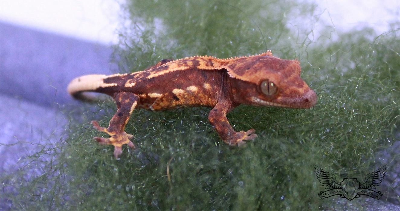 Red Based Pinstripe Crested Gecko by Goldline Reptiles