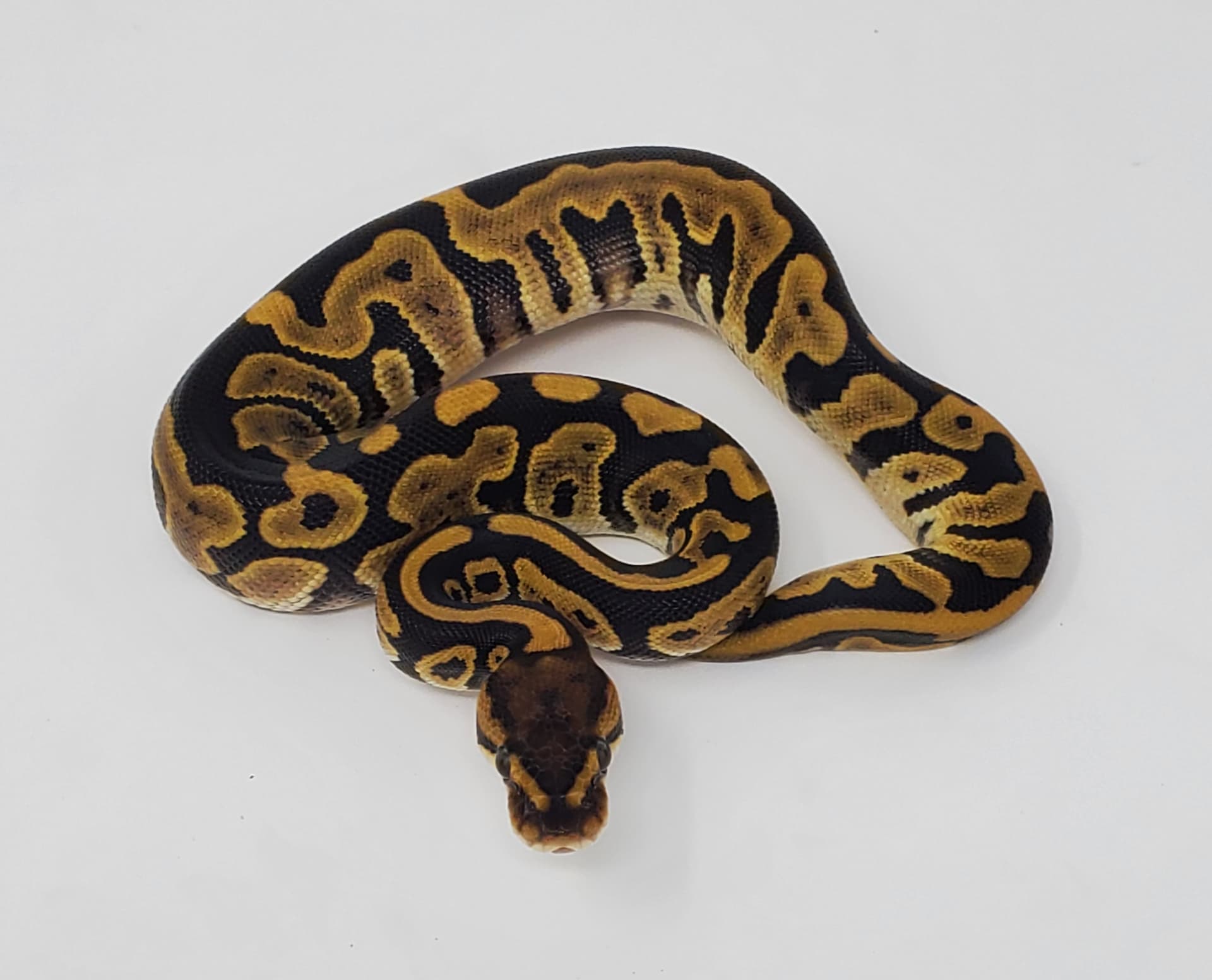 ID help please - Special/Russo/Mocha - Ball Pythons - MorphMarket ...