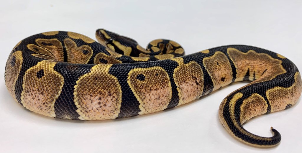 Calico Ball Python by BHB Reptiles