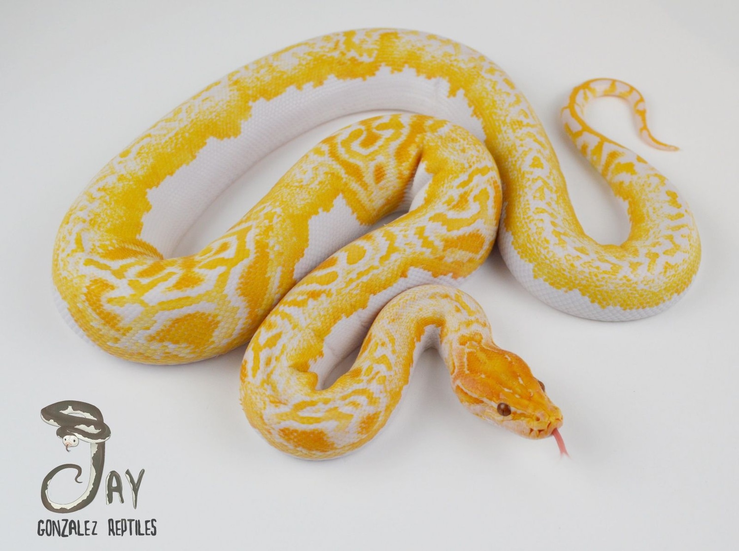 2020 Albino Pied 1.0 Burmese Python by Jay Gonzalez Reptiles