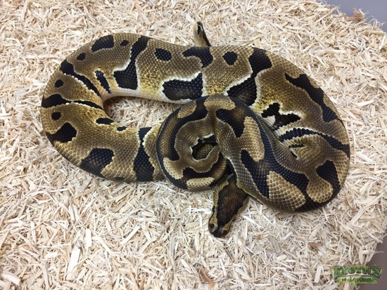 Puzzle Ball Python by Exotics by Nature Co.