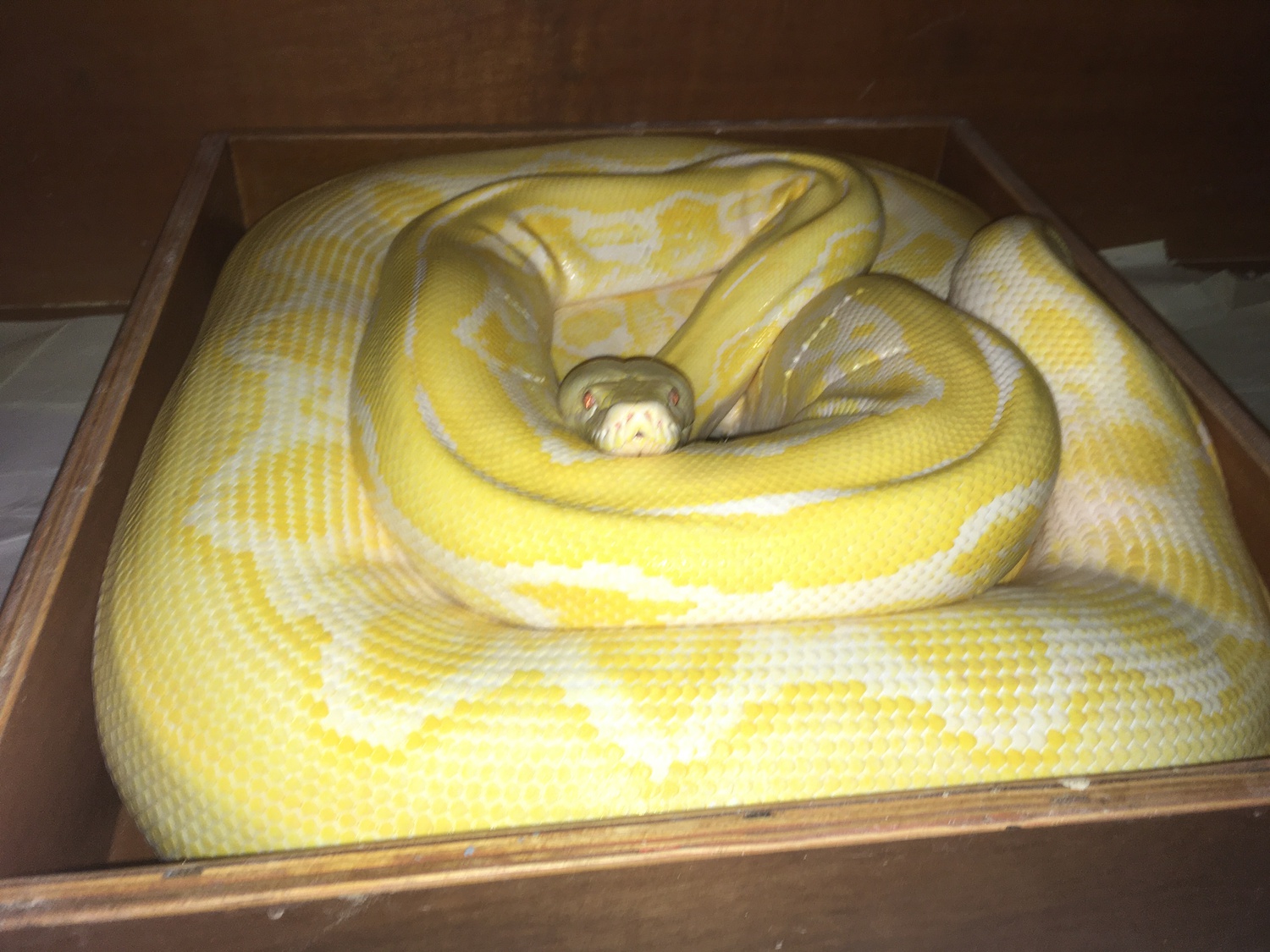 Albino Tiger Reticulated Python by Madmorphs