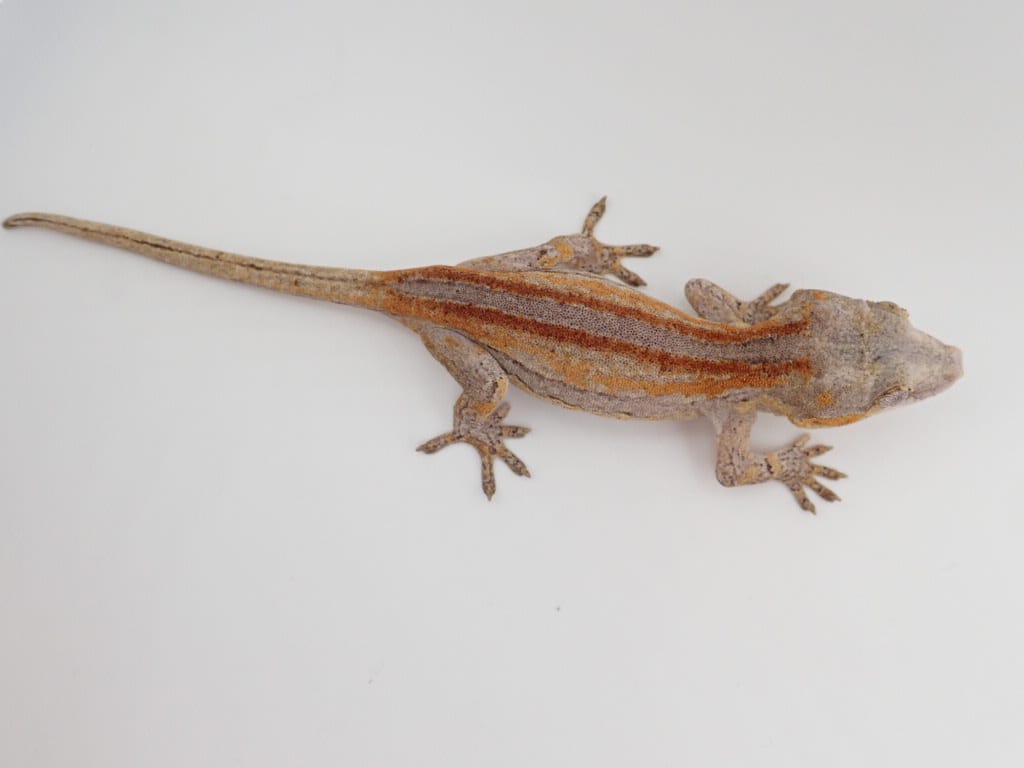 Red And Orange Super Stripe Possible Male Gargoyle Gecko by Lick Your Eyeballs