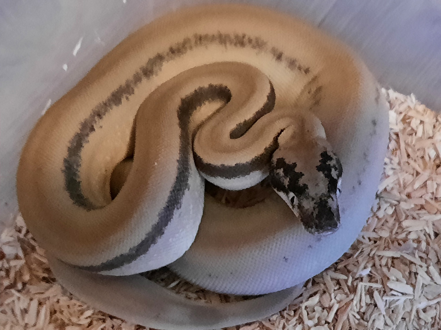 Ghost Sterling Poss.het. Moonglow Boa Constrictor by Sk- Sharpmorphs