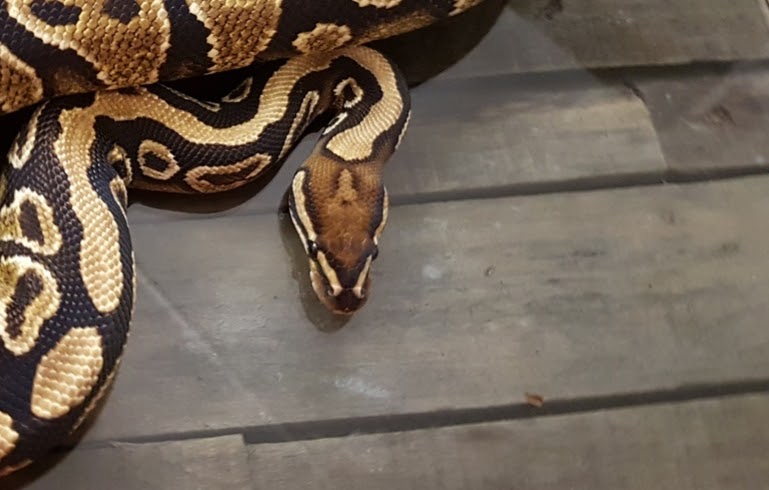 Yellow Belly By 248Reptiles.eu