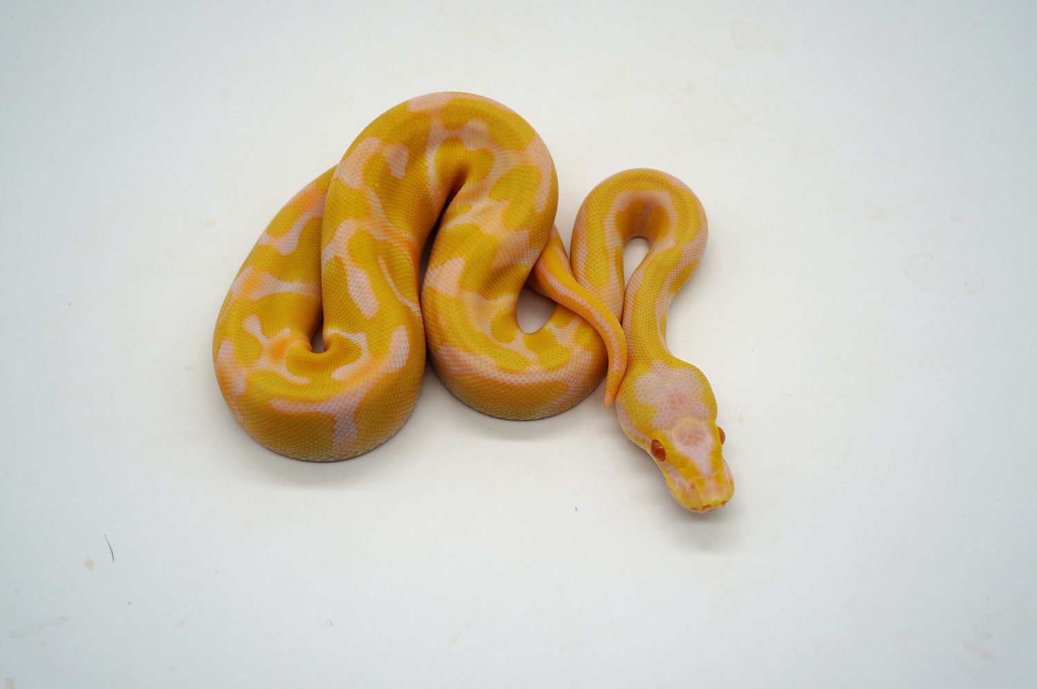 Pastel Enchi Candy Het Pied Ball Python by Ozzy Boids LLC