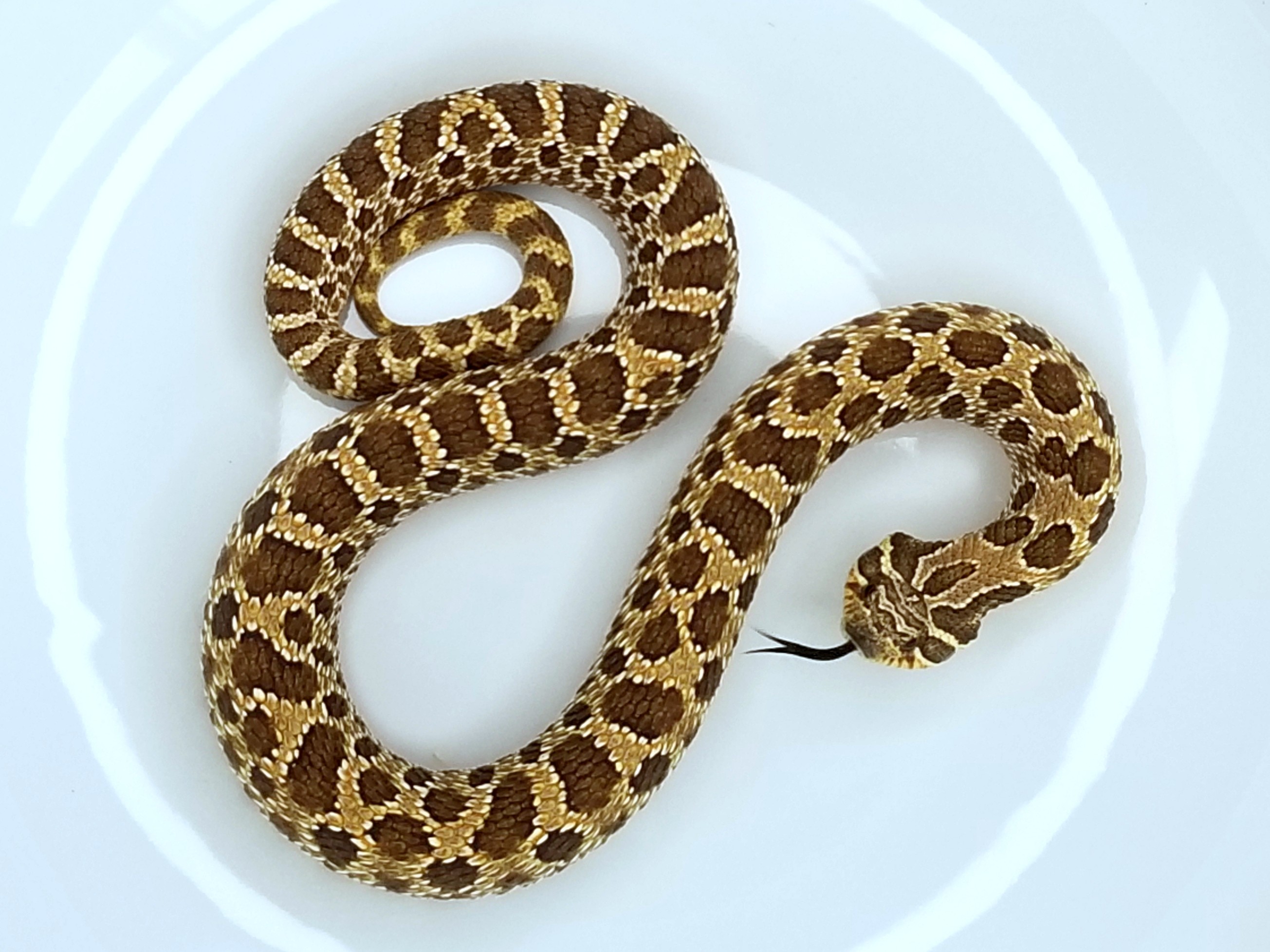 Shadow Western Hognose by Fox Science