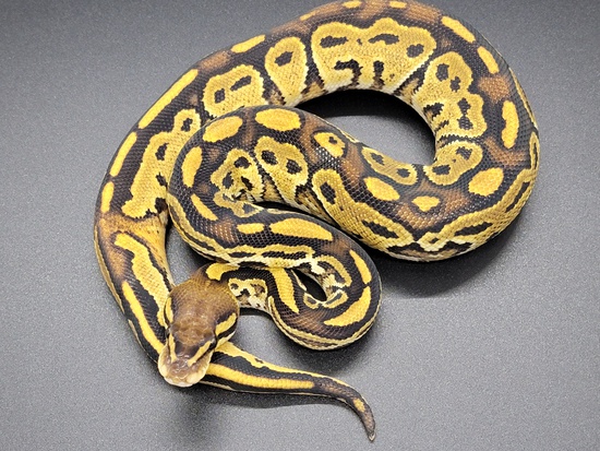 Bongo Ball Python by OCD Morphs