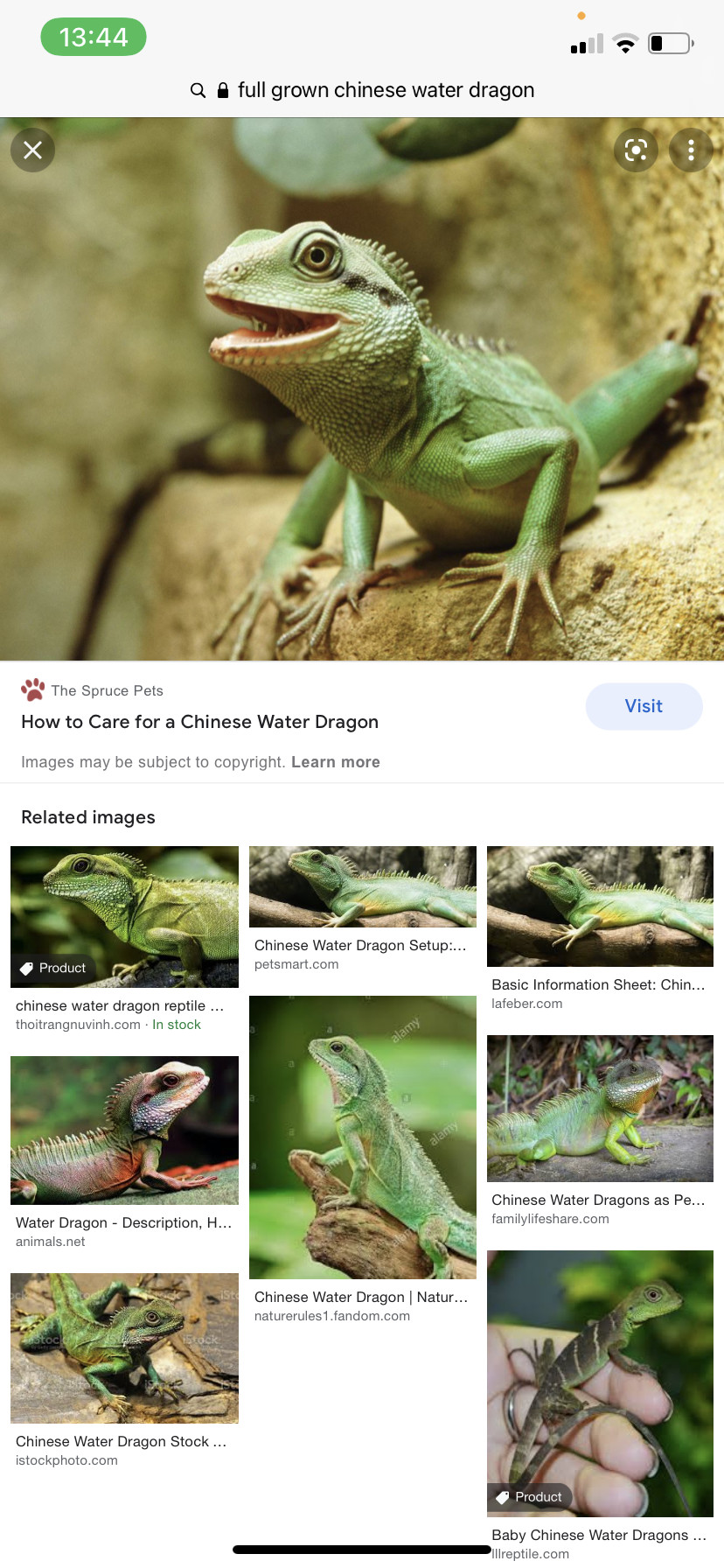 Petsmart chinese 2024 water dragon