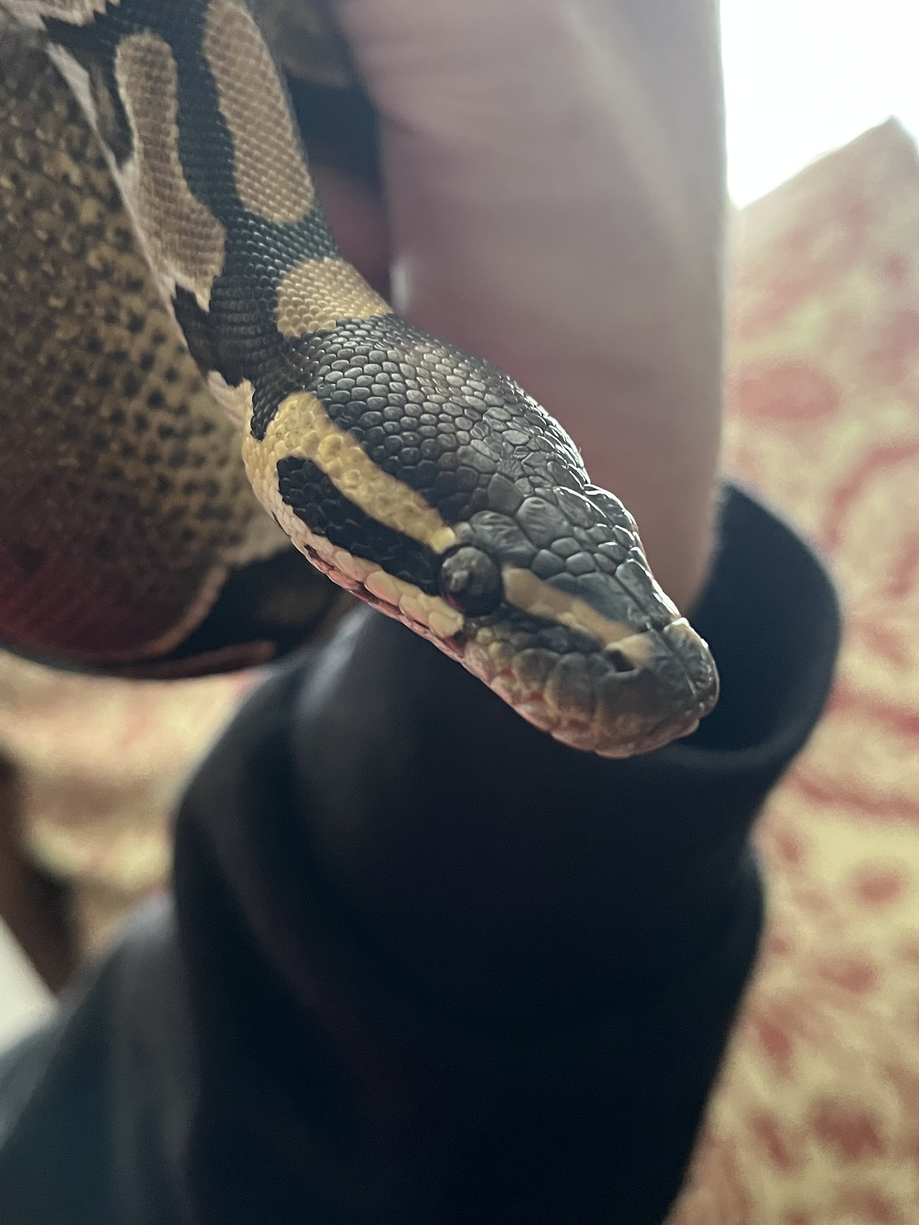 ball python eyes