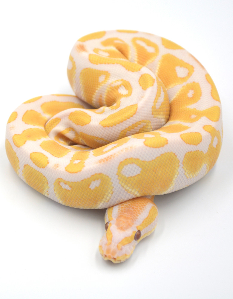 Lavender Albino By Wreck Room Snakes