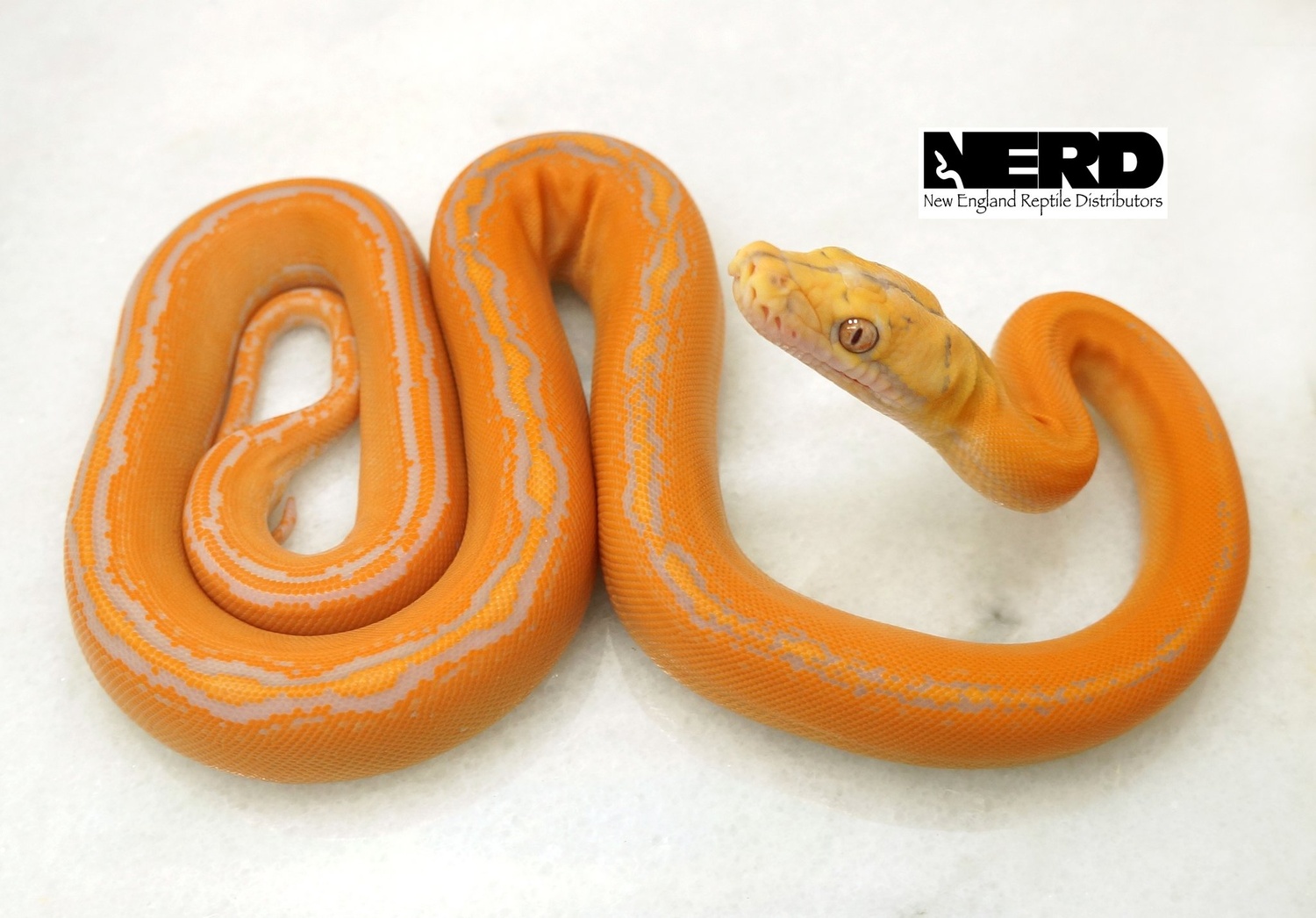 Albino Goldenchild Reticulated Python by New England Reptile Distributors