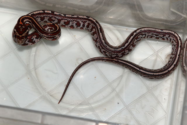 Tessera Corn Snake by Extraordinary Ectotherms