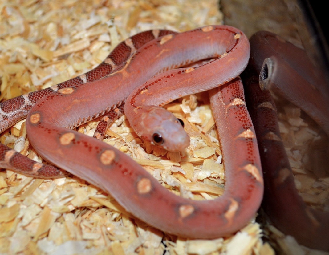 Hypo Bloodred Pied Scaleless by Susie Q's Scaleless Corn Snakes
