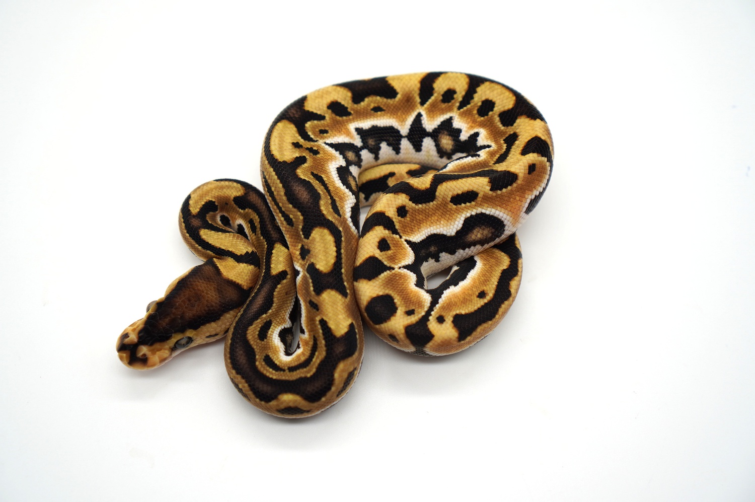 Orange Dream Het Red Axanthic Puzzle Ball Python by Ozzy Boids LLC