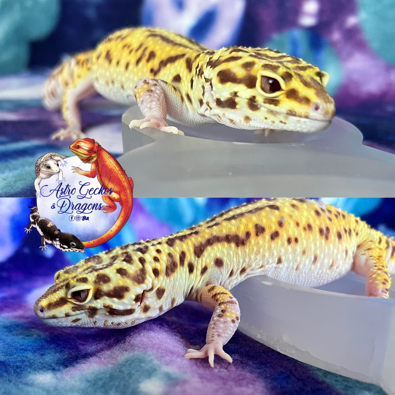 Lavender Mack Snow Radar Snake Eyes Leopard Gecko by Astro Geckos & Dragons