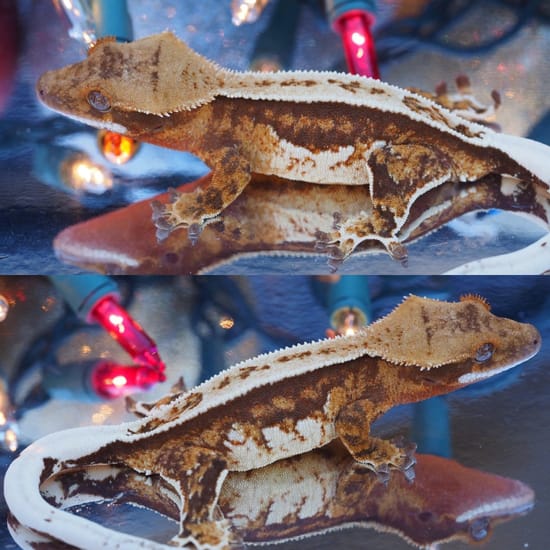 Paper White Tri Color Crested Gecko by Cali-Donia Rhacs