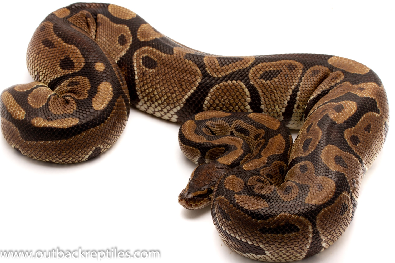 African Import Volta (Gravid) #9 Ball Python by Outback Reptiles