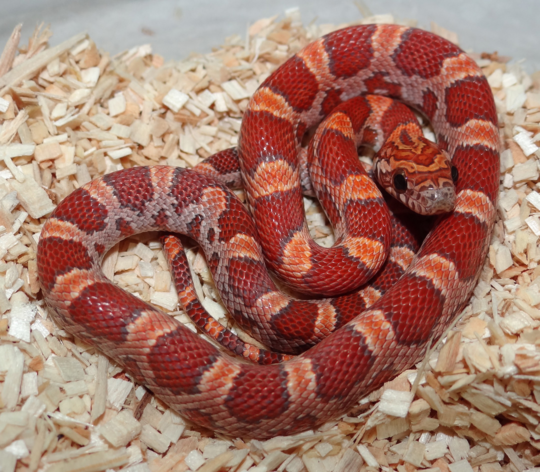 Sunkissed Corn Snake by Mesozoic Reptiles