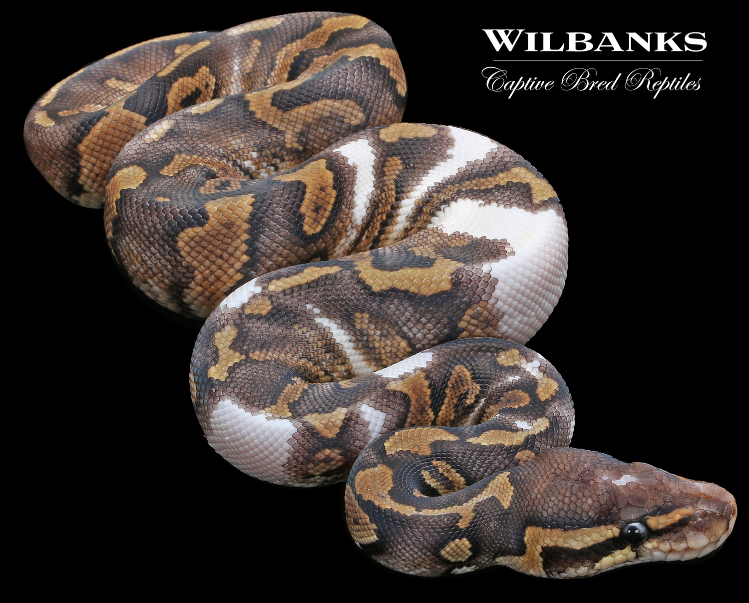 Mojave GHI Fire (Paradox) Ball Python by Wilbanks Captive Bred Reptiles