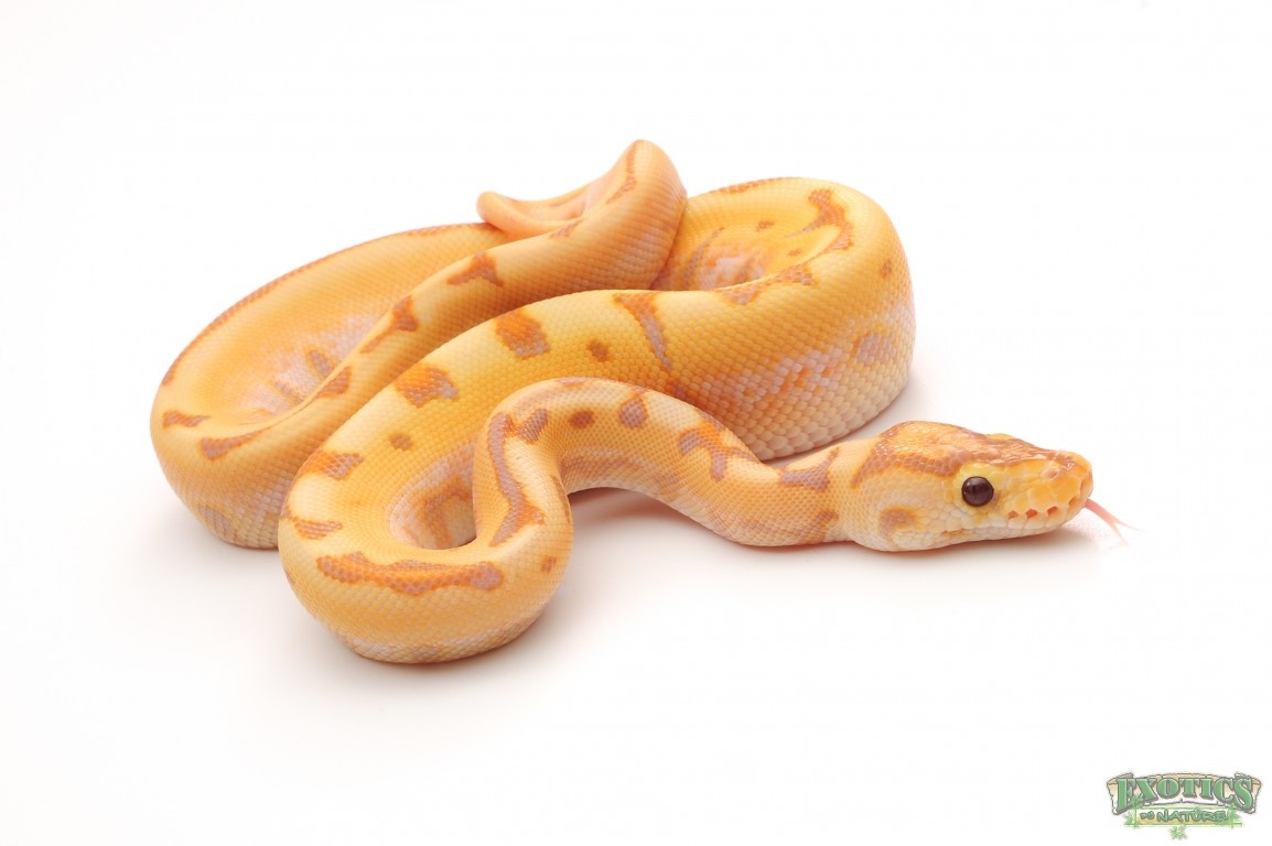 Banana Mojave Fluff Spider Puzzle Ball Python by Exotics by Nature Co.