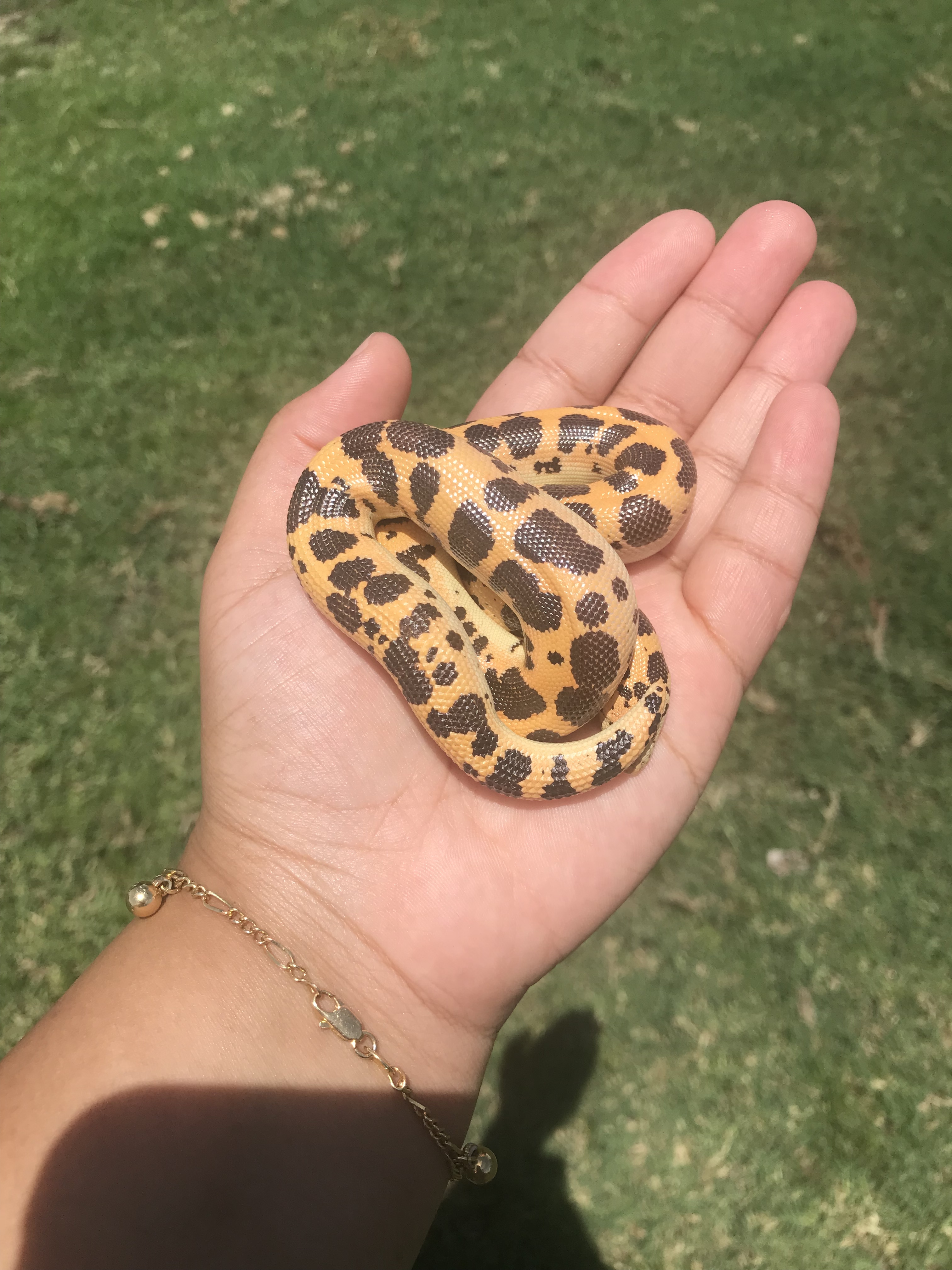 Dodoma Sand Boa by The Art Of Arboreal’s  Pongo’s Prehistoric Station