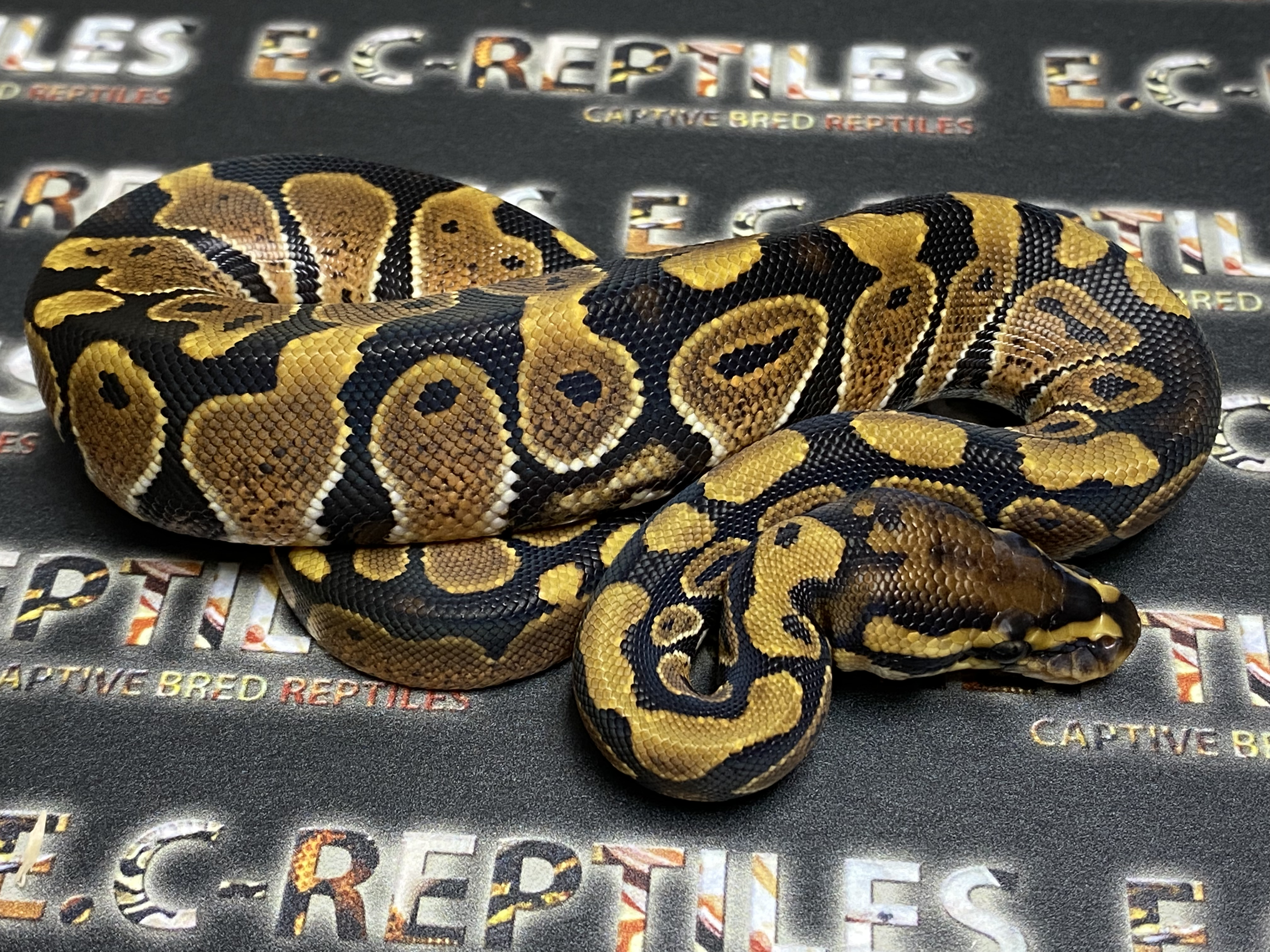 FNR Vanilla Ball Python by E.c-reptiles