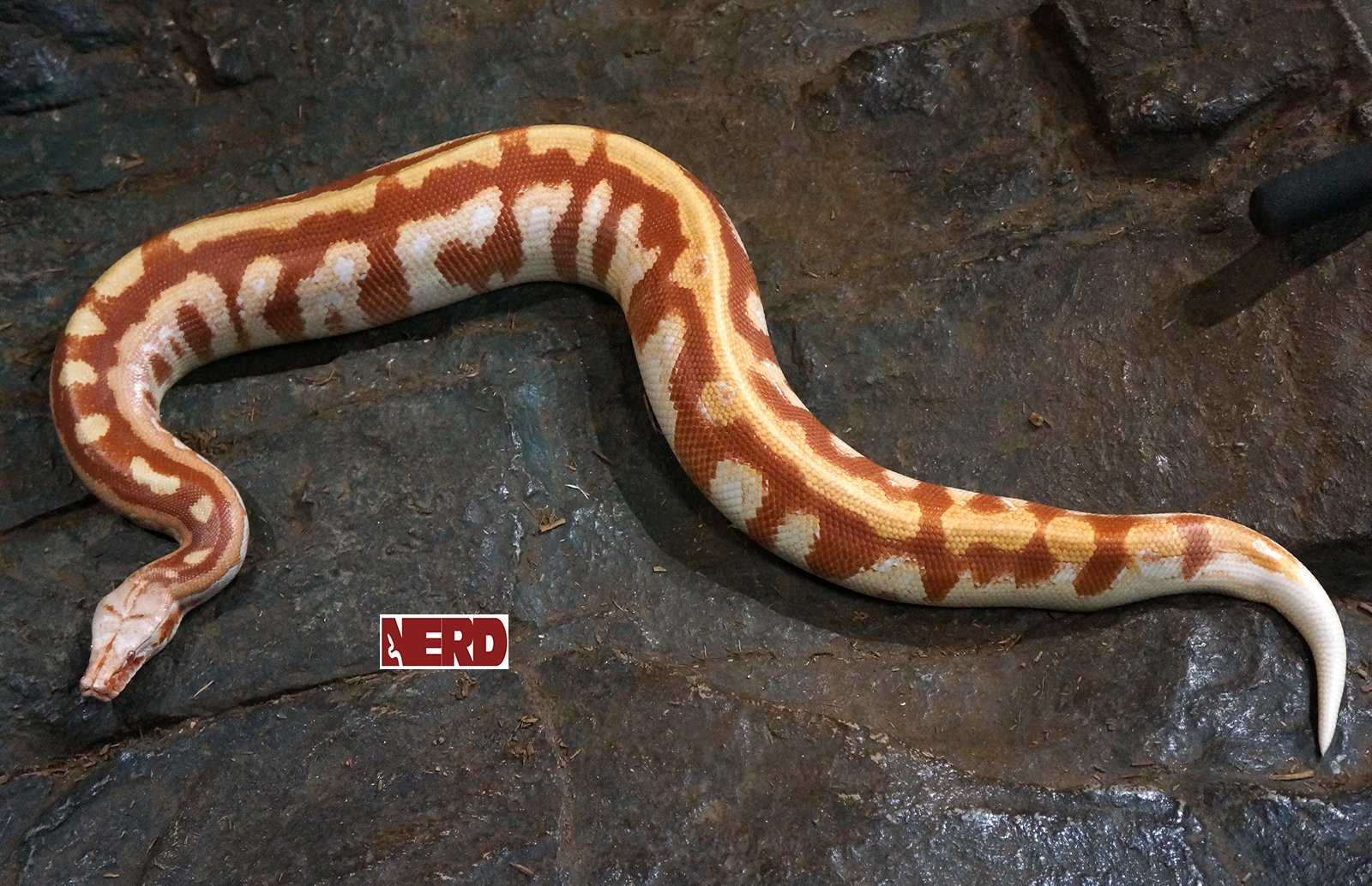 Breeder T- Albino Blood Python by New England Reptile Distributors