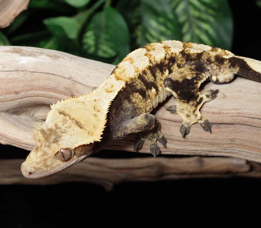 Male Extreme Harlequin Crested Gecko by Pangea Reptile