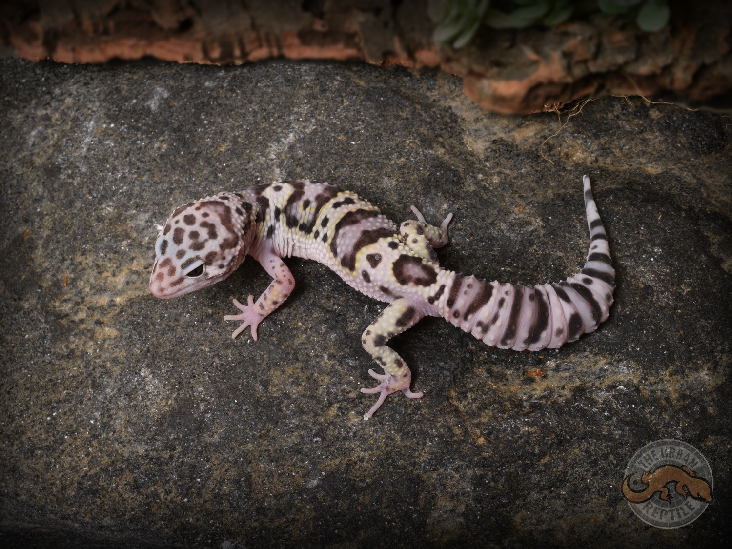 TUG Snow Leopard Gecko by The Urban Reptile