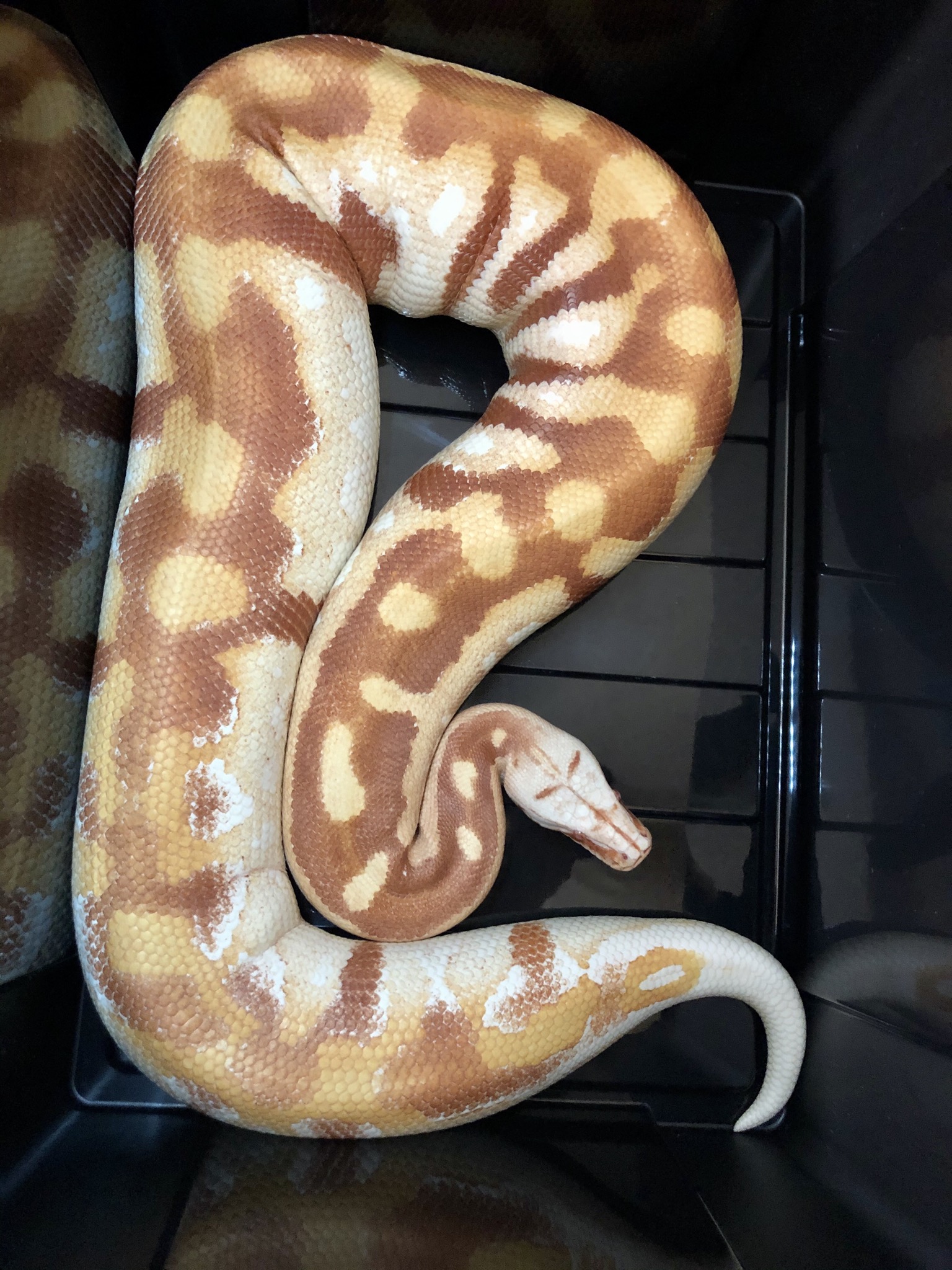 T- Albino Blood Python by RKexotics Reptiles