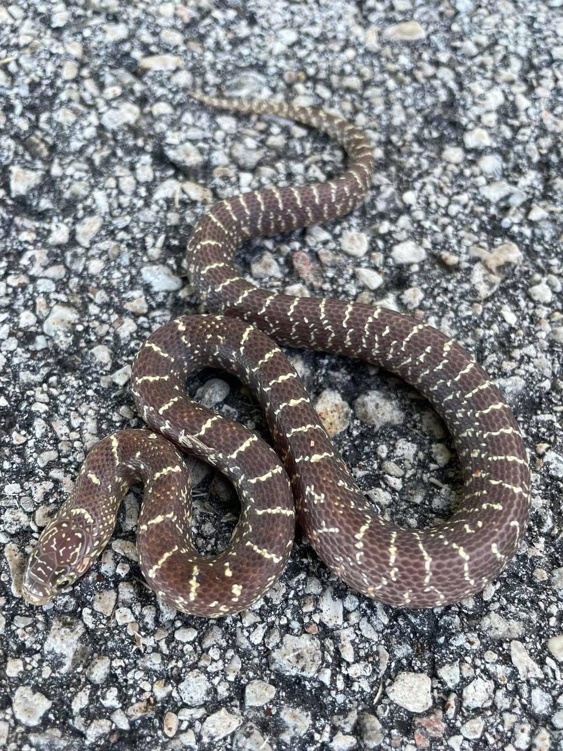 Peanut Florida Kingsnake by Snakes at Sunset